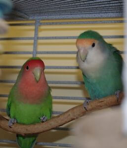 Avian & Exotic Pet Lodging